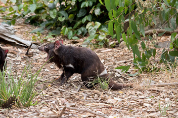 the Tasmanian Devil has sharp teeth