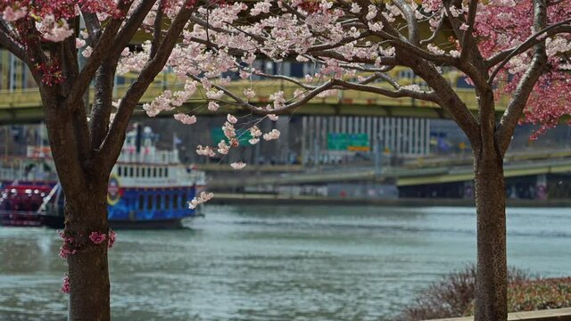 A long shot view of the Gateway Clipper Riverboat on the Allegheny River as seen between two cherry blossom trees on Pittsburgh's north shore.  	