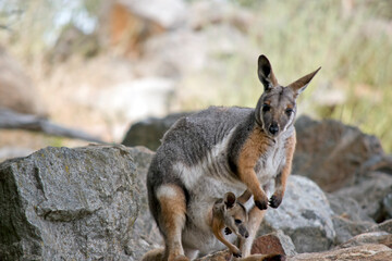 the yellow footed rock wallaby has a joey in her pouch - obrazy, fototapety, plakaty