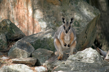 the yellow footed rock wallaby is standing on a rock
