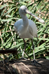 the yellow spoonbill is standing on a log
