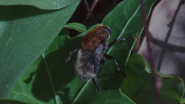 An older Common Carder bee Bombus pascuorum with ragged wings grooming itself rubbing viscous fluid with its rear legs over light-coloured hairs of its lower abdomen whilst on a leaf