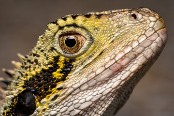 Close up head shot of a Australian water dragon