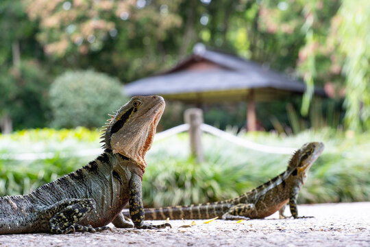 Water dragons sun bathing 