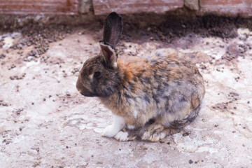 Coffee Rabbit looking 