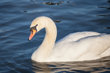 Closeup on a swan, a headshot portrait of a black and white individual with its typical curved neck and orange beak. Swans, or cygnus, are a typical white bird from European rivers.