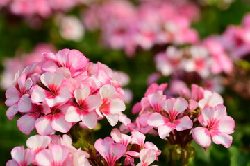 Beautiful pink geranium flower blossom in a garden, Spring season, Nature background