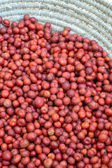 Harvest basket of wild manzanita berries