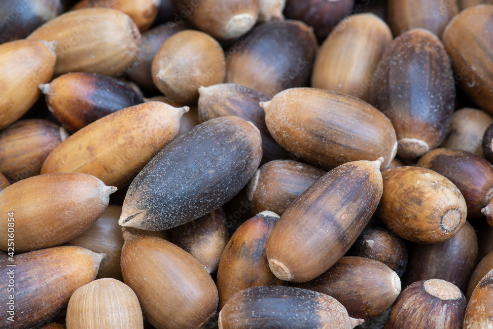 Sticker acorns from california scrub oak