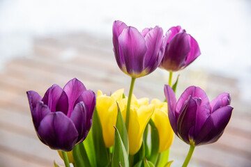 Purple and orange bunch of tulip flowers in home decor setting with white, house background and...
