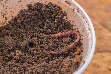 Pot with eaPot with earthworm and earth for fish baitrthworm and earth for fish bait