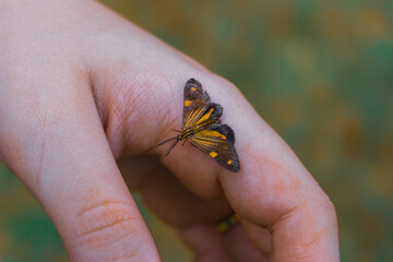 Yellow and black butterfly in female hand