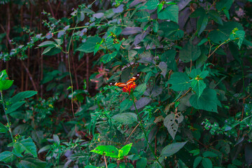 Red and yellow butterfly on single flower on green background