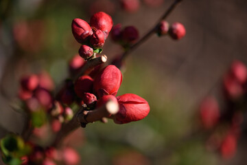 close up of bright red flower buds on early spring shrub