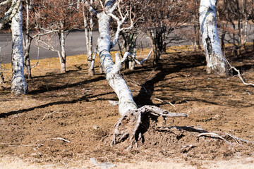 強風により倒れた白樺
