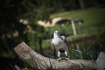Falcon st Lone Pine koala park. High quality photo