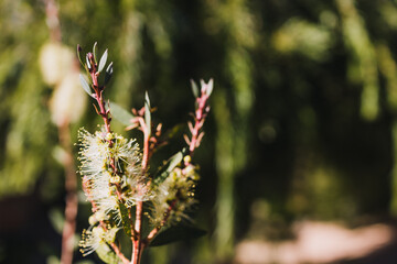 native Australian yellow bottle brush callistemon plant outdoor in sunny backyard