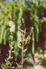 native Australian yellow bottle brush callistemon plant outdoor in sunny backyard