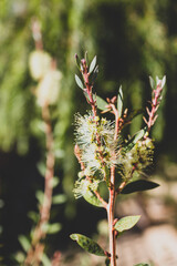 native Australian yellow bottle brush callistemon plant outdoor in sunny backyard