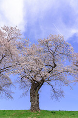 一目千本桜　宮城県　大河原町