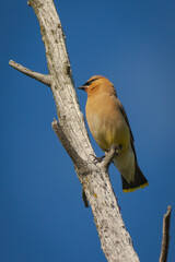 one bird