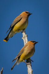 two birds