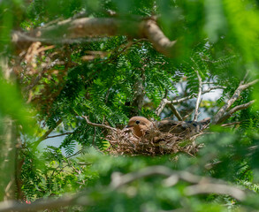 Turtle Dove
