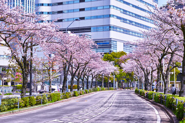 横浜市みなとみらい地区のさくら通り、道路の両側に満開の桜が生い茂る景観
