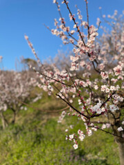あんずの花
