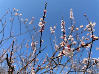 満開のあんずの花