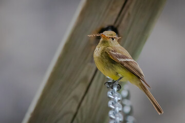 bird on a chain