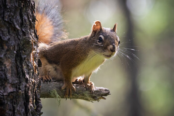 nosy squirrel 