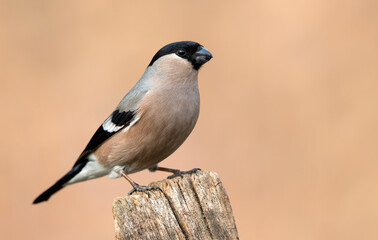 Eurasian bullfinch female ( Pyrrhula pyrrhula )