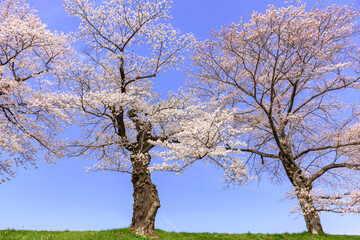 Obraz premium 一目千本桜 宮城県 大河原町