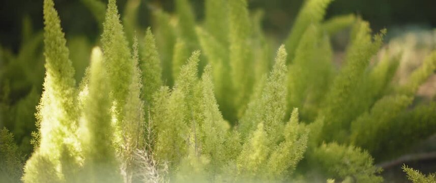 Beautiful foxtail fern plant. Nature background. Slow motion, shallow depth of field, bokeh, close up.