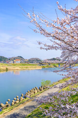 一目千本桜　宮城県　大河原町