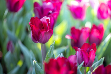 Beautiful bouquet of tulips. colorful tulips. nature background