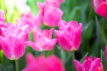 Beautiful bouquet of tulips. colorful tulips. nature background