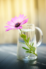 デイジーの花　春のイメージ