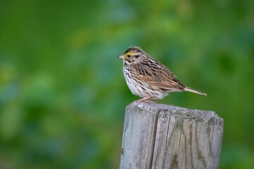 Fototapeta premium a bird