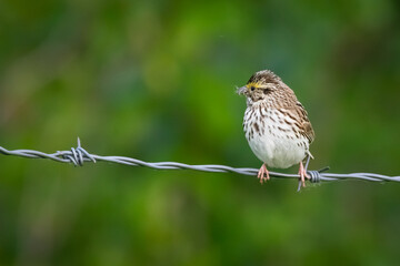 a bird on a wire