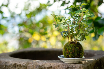 苔盆栽　和風イメージ