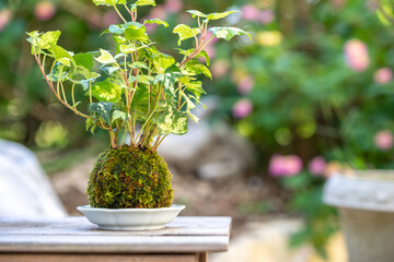 苔盆栽　和風イメージ