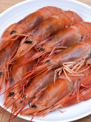 アルゼンチンアカエビ