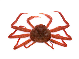 活けズワイガニ