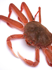 活けズワイガニ