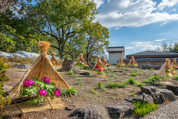 筥崎宮の牡丹園