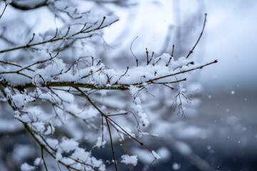 枝に積もった雪　冬のイメージ