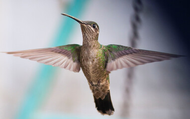 Colibrí © MarioCarlos