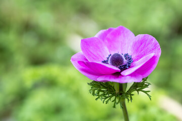 アネモネの花　春のイメージ
